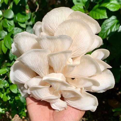 Oyster Mushroom
