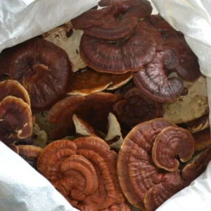 Dry Reishi Mushrooms