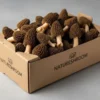 Morel Mushroom