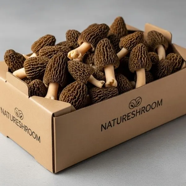 Morel Mushroom