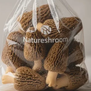 Morel Mushrooms
